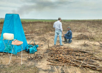 Ministério Público do Trabalho resgata 330 cortadores de cana em situação de escravidão