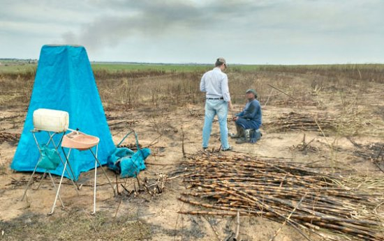 Ministério Público do Trabalho resgata 330 cortadores de cana em situação de escravidão