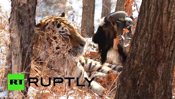 Bode é oferecido como alimento a tigre, mas animais se tornam amigos; veja vídeo