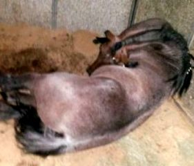 Cavalo premiado morre eletrocutado após choque de baia