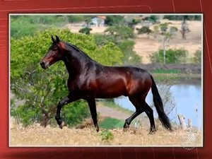 Cavalo que morreu eletrocutado estava avaliado em R$ 200 mil