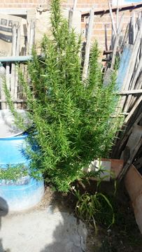 A planta já tinha aproximadamente um metro de altura