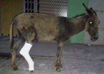 Jumento circula com pata traseira engessada em Serrolândia