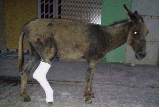 Jumento circula com pata traseira engessada em Serrolândia