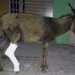 Jumento circula com pata traseira engessada em Serrolândia