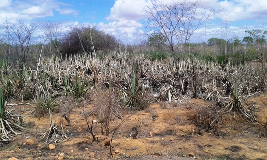 A falta do sisal devido a seca leva trabalhador buscar outra alternativa de sobrevivência