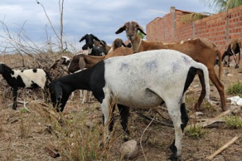 Produtor decide vender criações após constante ataque de cães em Barrocas