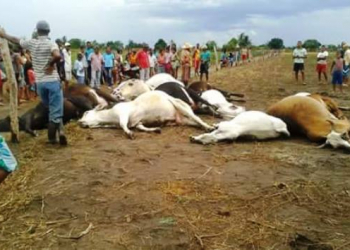 Raio mata cerca de 15 animais no município de Mundo Novo