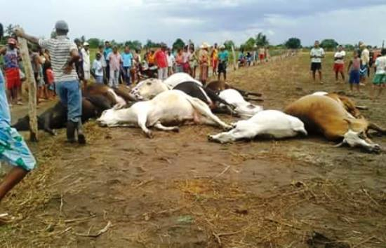 Raio mata cerca de 15 animais no município de Mundo Novo
