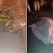 Ciclista morre atropelado na BA-411, saída Serrinha/Barrocas