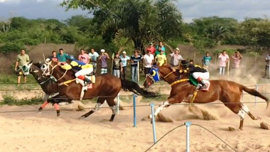 Cavalo avaliado em R$ 600 mil morre após vencer corrida