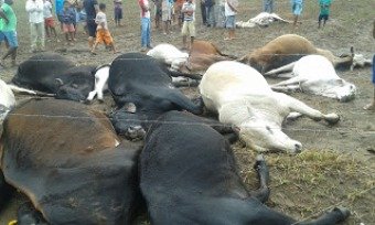 Adab orienta descarte de animais mortos por raio em Mundo Novo