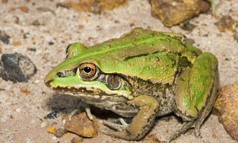 Argentinos compram sapos e rãs para combater o Aedes aegypti