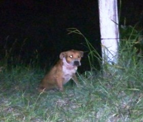Criança de dois anos é morta por ataque de pit bull