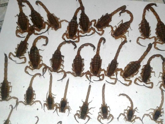 Após filho ser picado, mulher encontra 55 escorpiões dentro de casa em Minas Gerais