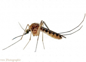 Pernilongo também pode ser capaz de transmitir vírus da zika, indica pesquisa