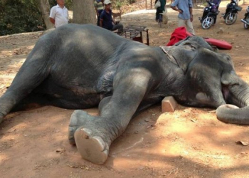 Elefante morre depois de carregar turistas durante 45 minutos sob calor de 40º