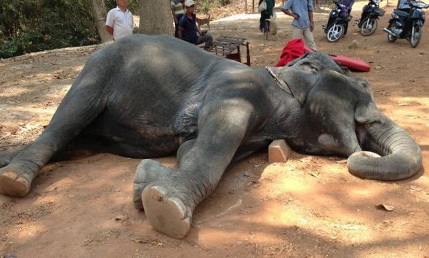 Elefante morre depois de carregar turistas durante 45 minutos sob calor de 40º
