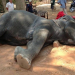 Elefante morre depois de carregar turistas durante 45 minutos sob calor de 40º