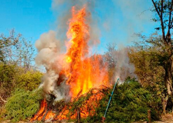 Operação ‘Terra Limpa’ destrói 3,5 toneladas de maconha na Bahia