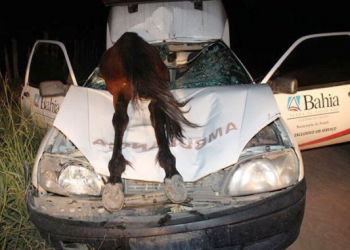 Motorista sobrevive ao atropelar cavalo e animal entrar por para-brisa