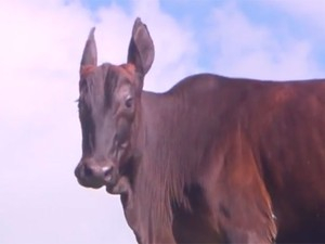 Animal chama atenção por ter corpo de bovino e cabeça de equino