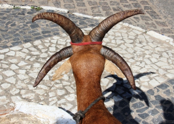 Bode com quatro chifres chama atenção na cidade de Monte Santo
