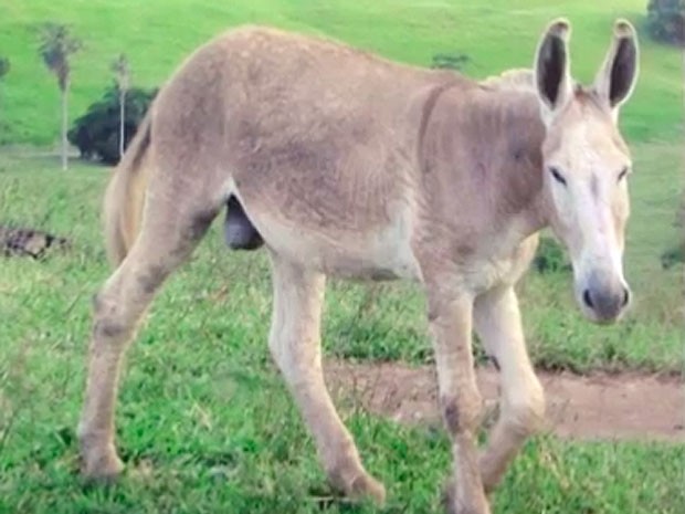 Animal chama atenção por ter corpo de bovino e cabeça de equino