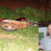 Idoso morre em acidente envolvendo moto e bicicleta