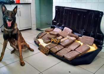 Droga é encontrada dentro de carro em caminhão-cegonha na Bahia