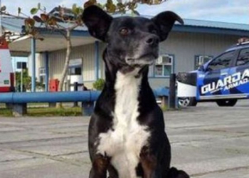 Cachorro está há 8 meses na frente de hospital esperando pelo dono que morreu