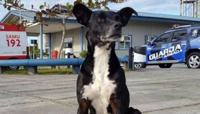 Cachorro está há 8 meses na frente de hospital esperando pelo dono que morreu