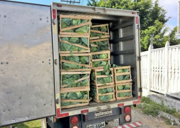 Polícia Federal apreende maconha em carga de repolho, na BR-116 Sul