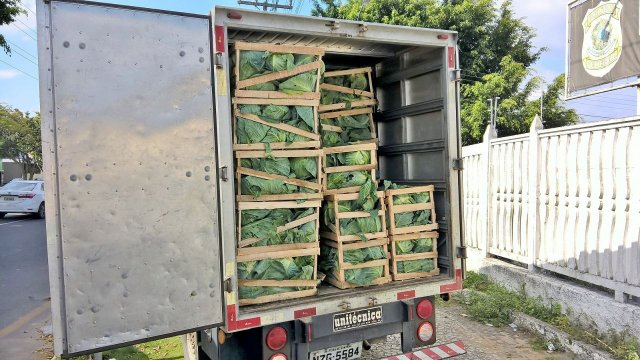 Polícia Federal apreende maconha em carga de repolho, na BR-116 Sul
