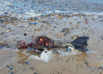 Corpo de ‘sereia’ encontrado em praia na Inglaterra intriga internautas