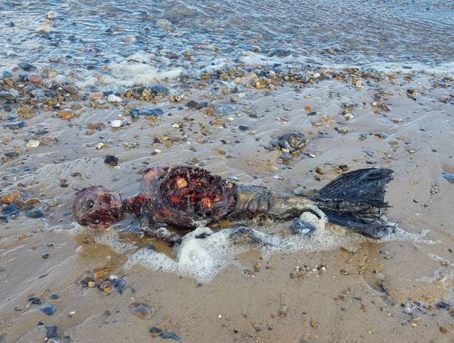 Corpo de ‘sereia’ encontrado em praia na Inglaterra intriga internautas