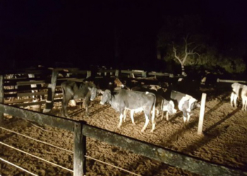 Ladrões furtam dezenas de cabeças de gado em fazendas de Biritinga e Teofilândia