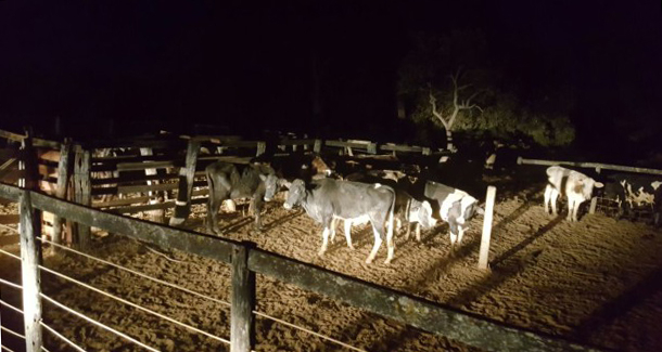 Ladrões furtam dezenas de cabeças de gado em fazendas de Biritinga e Teofilândia