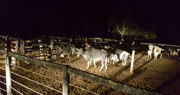 gado-noite