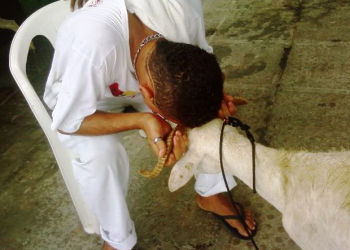 Após vetar vaquejada, Supremo vai julgar sacrifício religioso de animais