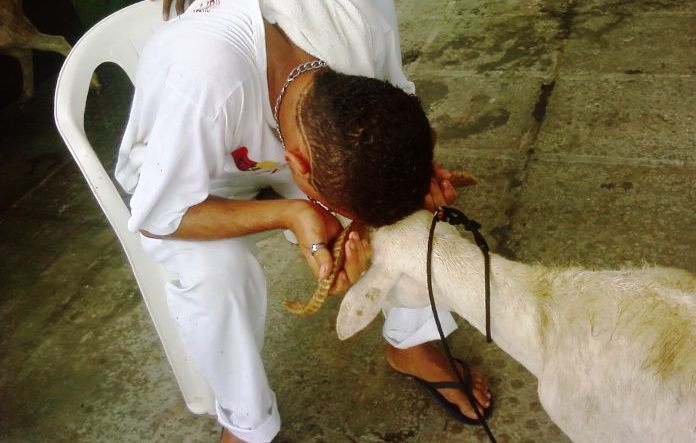 Após vetar vaquejada, Supremo vai julgar sacrifício religioso de animais