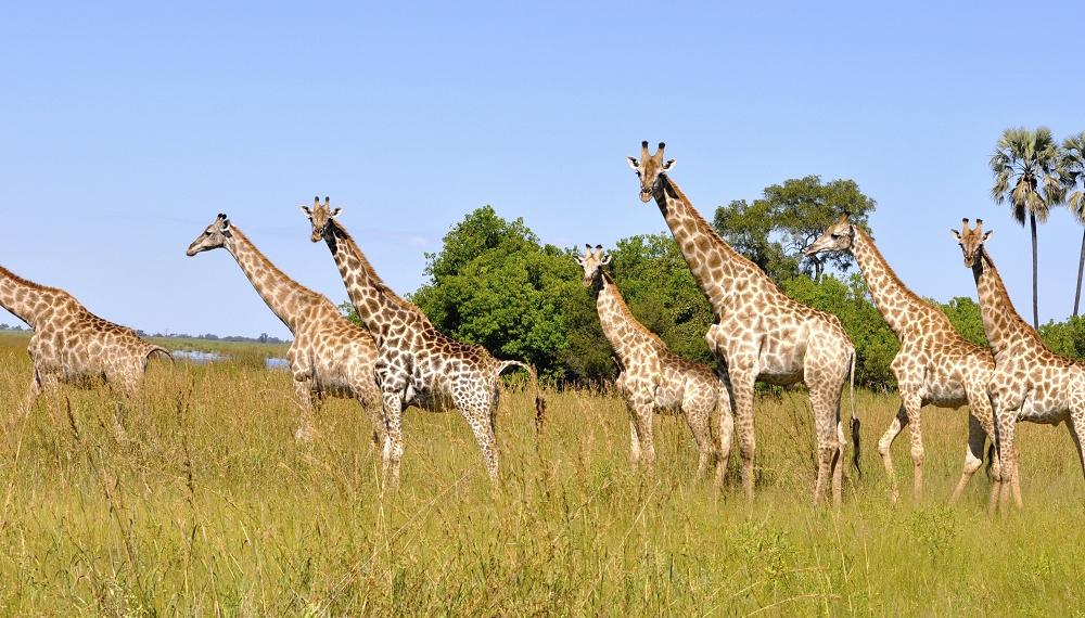 Girafas entram para a lista de animais ameaçados de extinção