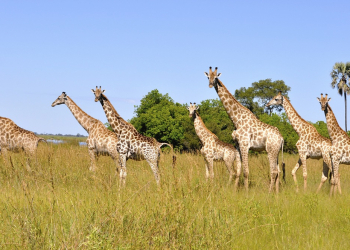 Girafas entram para a lista de animais ameaçados de extinção