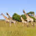 Girafas entram para a lista de animais ameaçados de extinção