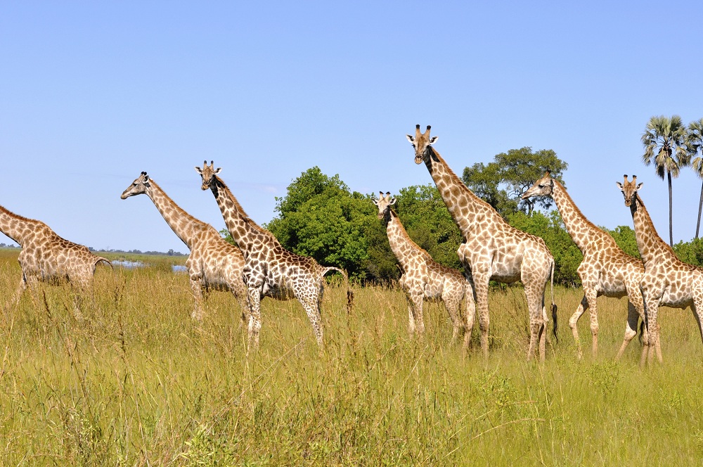 Girafas entram para a lista de animais ameaçados de extinção