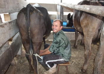 Mesmo na seca, agricultor de Pé de Serra passa de 130 para 250 litros de leite por dia