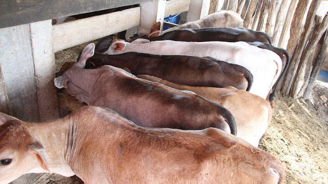 Mesmo na seca, agricultor de Pé de Serra passa de 130 para 250 litros de leite por dia