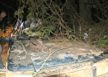 MS – Pais morrem em acidente e criança de 5 anos anda um quilômetro sozinha em busca de ajuda