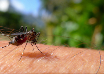 Brasil teve 159 mortes provocadas por chikungunya em 2016