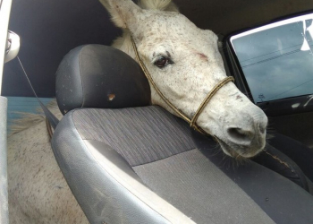 CE – “Furto frustrado: homens tentam levar burro dentro de um Gol e são presos